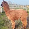 TOFT Nautilus Light Fawn Stud Male standing at TOFT Alpaca Stud
